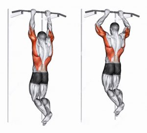 Подтягивания для мышц спины